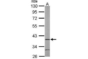 Image no. 2 for anti-Aryl Hydrocarbon Receptor Interacting Protein (AIP) (Center) antibody (ABIN2856771)
