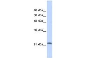 Image no. 1 for anti-RAS-Like, Family 10, Member A (RASL10A) (AA 35-84) antibody (ABIN6741126)