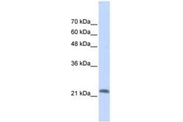 RASL10A antibody  (AA 35-84)