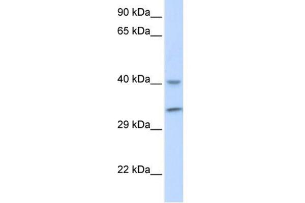 anti-AlkB, Alkylation Repair Homolog 3 (ALKBH3) (Middle Region) antibody