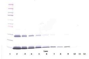 Image no. 4 for anti-Interleukin 3 (IL-3) antibody (ABIN465873)