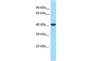 NKAP antibody  (C-Term)