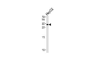 NKX6-3 Antibody (Center) (ABIN1538649 and ABIN2849277) western blot analysis in HepG2 cell line lysates (35 μg/lane).
