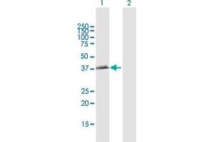 Western Blot analysis of BCAT2 expression in transfected 293T cell line by BCAT2 MaxPab polyclonal antibody.
