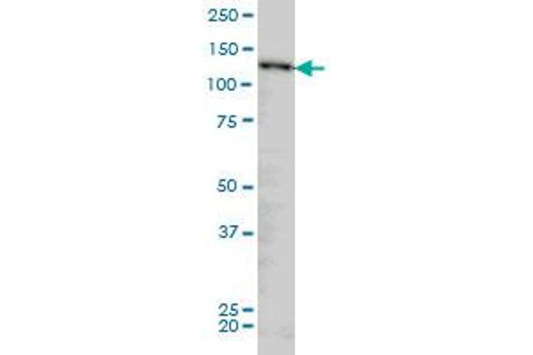 NUP133 antibody  (AA 1069-1156)