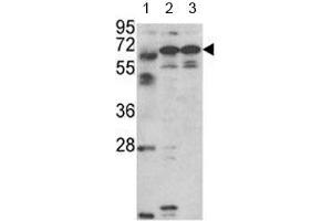 Image no. 5 for anti-Fascin 3 (FSCN3) (AA 1-30) antibody (ABIN3028651)