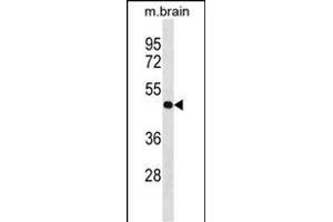 P4R2 Antibody (Center) (ABIN1538128 and ABIN2849960) western blot analysis in mouse brain tissue lysates (35 μg/lane).