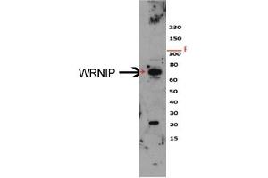 Image no. 2 for anti-Werner Helicase Interacting Protein 1 (WRNIP1) (N-Term) antibody (ABIN2775244)