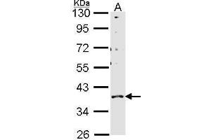 WB Image Sample (30 ug of whole cell lysate) A: H1299 10% SDS PAGE GPR146 antibody antibody diluted at 1:1000