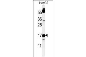 Image no. 2 for anti-TYRO Protein tyrosine Kinase Binding Protein (TYROBP) (AA 85-113), (C-Term) antibody (ABIN5534118)
