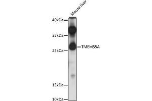 TMEM55A anticorps  (AA 130-195)
