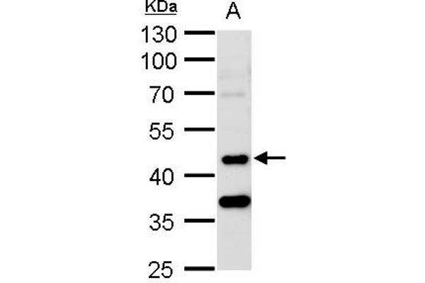 anti-serine/threonine Kinase 24 (STK24) (Internal Region), (Thr178) antibody