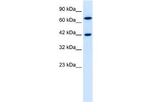 Image no. 2 for anti-TOX High Mobility Group Box Family Member 2 (TOX2) (N-Term) antibody (ABIN2779234)