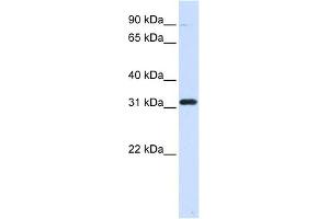 Image no. 1 for anti-Eukaryotic Translation Elongation Factor 1 beta 2 (EEF1B2) (Middle Region) antibody (ABIN630716)