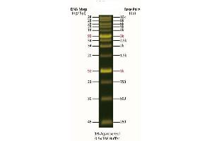 Agarose Gel Electrophoresis (AGE) image for FluoroBand™ 1 KB (0.25-10 kb) Fluorescent DNA Ladder (ABIN5662614)