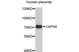 Image no. 1 for anti-Calpain 6 (CAPN6) antibody (ABIN1875708)