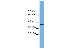 Image no. 1 for anti-Sprouty RTK Signaling Antagonist 4 (SPRY4) (Middle Region) antibody (ABIN2784290)