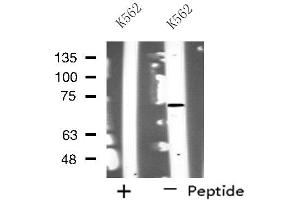 Image no. 1 for anti-Nucleolar and Coiled-Body Phosphoprotein 1 (NOLC1) (C-Term) antibody (ABIN6258293)