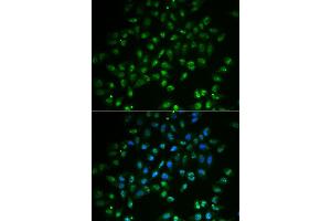 Image no. 2 for anti-Heart and Neural Crest Derivatives Expressed 2 (HAND2) antibody (ABIN2562997)