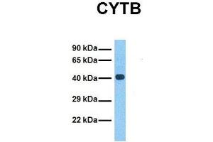 Image no. 2 for anti-Mitochondrially Encoded Cytochrome B (MT-CYB) (N-Term) antibody (ABIN2773962)