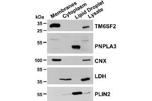Image no. 8 for anti-Perilipin 2 (PLIN2) (AA 1-29), (N-Term) antibody (ABIN285650)