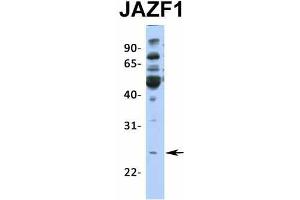 Image no. 6 for anti-JAZF Zinc Finger 1 (JAZF1) (N-Term) antibody (ABIN2775141)