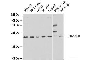 C16orf80 antibody