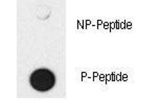 Image no. 2 for anti-SMAD Family Member 4 (SMAD4) (pThr277) antibody (ABIN3032606)