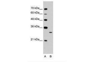 Image no. 2 for anti-EGF-Like-Domain, Multiple 8 (EGFL8) (C-Term) antibody (ABIN203442)