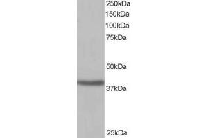 Image no. 2 for anti-Sirtuin 4 (SIRT4) (C-Term) antibody (ABIN185191)
