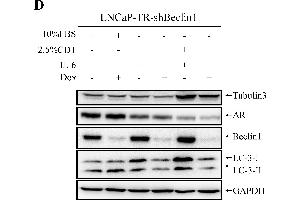 Image no. 43 for anti-Glyceraldehyde-3-Phosphate Dehydrogenase (GAPDH) (Center) antibody (ABIN2857072)
