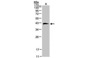 Image no. 1 for anti-Biglycan (BGN) (Center) antibody (ABIN2855480)