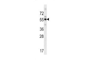 Image no. 1 for anti-Zinc Finger and BTB Domain Containing 8B (ZBTB8B) (AA 450-478), (C-Term) antibody (ABIN5538970)