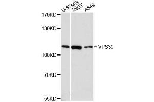 Image no. 1 for anti-Vacuolar Protein Sorting 39 Homolog (VPS39) antibody (ABIN6150136)