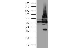 Image no. 2 for anti-Leucine Rich Repeat Containing 25 (LRRC25) antibody (ABIN1499199)