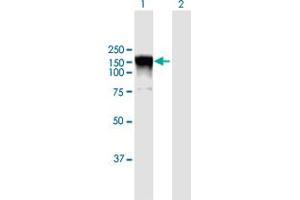 Image no. 1 for anti-Ral Guanine Nucleotide Dissociation Stimulator (RALGDS) (AA 1-902) antibody (ABIN948379)