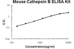 Image no. 1 for Cathepsin B (CTSB) ELISA Kit (ABIN921085)