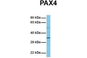 Image no. 6 for anti-Paired Box 4 (PAX4) (Middle Region) antibody (ABIN2779444)