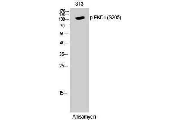 anti-Polycystic Kidney Disease 1 (Autosomal Dominant) (PKD1) (pSer205) antibody