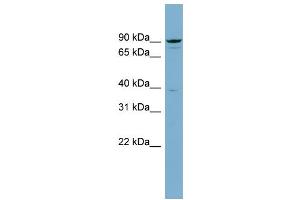 Image no. 1 for anti-Adaptor Protein, phosphotyrosine Interaction, PH Domain and Leucine Zipper Containing 1 (APPL1) (Middle Region) antibody (ABIN2785912)