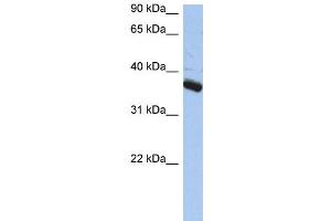 Image no. 4 for anti-Budding Uninhibited By Benzimidazoles 3 Homolog (Yeast) (BUB3) (N-Term) antibody (ABIN2787758)
