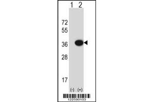 Image no. 4 for anti-Mitochondrial Amidoxime Reducing Component 2 (MARC2) antibody (ABIN2446023)