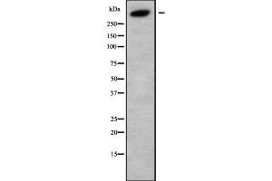 Image no. 1 for anti-Kalirin, RhoGEF Kinase (KALRN) (Internal Region) antibody (ABIN6261378)