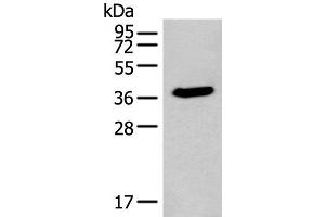ACBD4 antibody