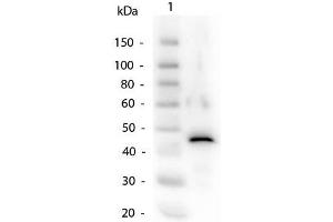 Image no. 1 for anti-Alcohol Dehydrogenase (ADH) antibody (ABIN94891)
