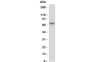 Western blot testing of P2X7 antibody and U87 cell lysate.