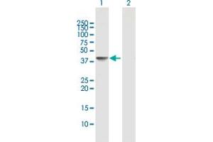 Western Blot analysis of DNAJB6 expression in transfected 293T cell line by DNAJB6 MaxPab polyclonal antibody.