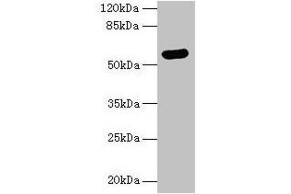 ARSG 抗体  (AA 17-525)