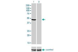 Image no. 2 for anti-NADH Dehydrogenase (Ubiquinone) Flavoprotein 1, 51kDa (NDUFV1) (AA 365-464) antibody (ABIN518257)