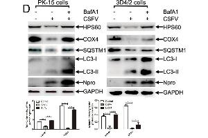 Image no. 1 for anti-Heat Shock 60kDa Protein 1 (Chaperonin) (HSPD1) antibody (ABIN3021182)
